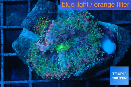 Ricordea yuma rainbow 2 polyps WYSIWYG acclimaté