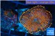 Rhodactis red blue superman 2 polyps WYSIWYG acclimaté