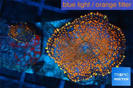 Rhodactis red blue superman 2 polyps WYSIWYG acclimaté