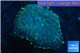 Rhodactis golden blue Tonga 1 polyp WYSIWYG acclimaté
