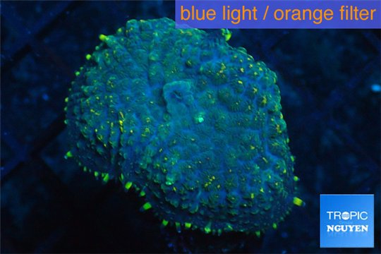 Rhodactis golden blue Tonga 1 polyp WYSIWYG acclimaté