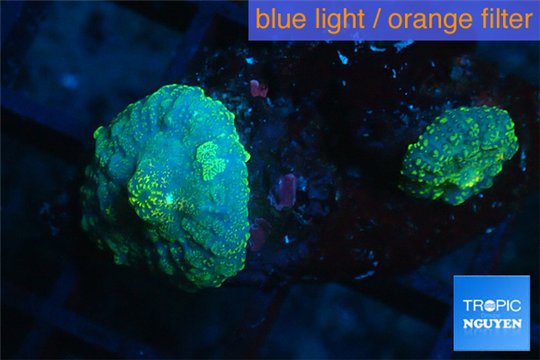 Rhodactis golden blue Tonga small polyp 1 polyp WYSIWYG acclimaté