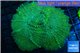 Rhodactis green big leaf 5-8 cm WYSIWYG acclimaté