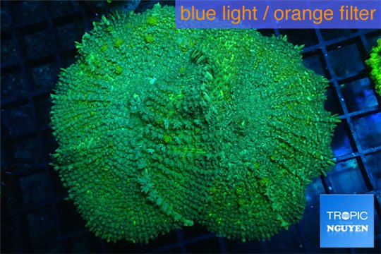 Rhodactis green big leaf 5-8 cm WYSIWYG acclimaté