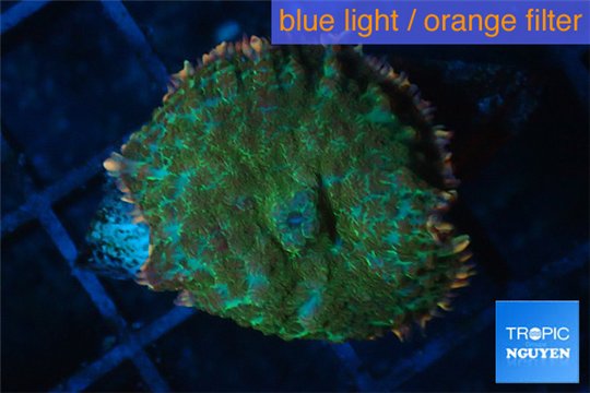 Rhodactis green fire forest 1 polyp WYSIWYG acclimaté