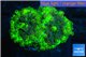 Ricordea yuma neon green 2 polyps WYSIWYG acclimaté