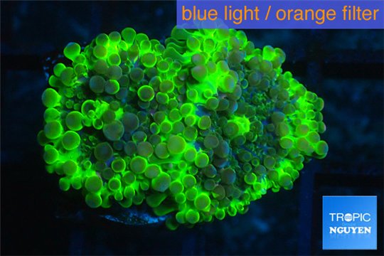 Ricordea yuma neon green 2 polyps WYSIWYG acclimaté