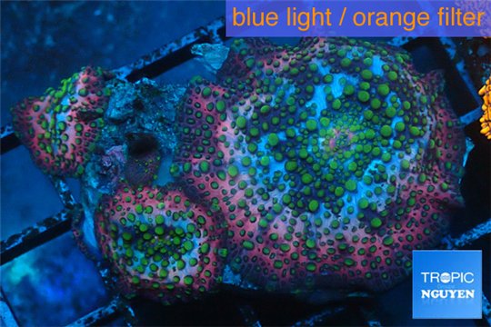 Discosoma tricolor premium 3 polyps WYSIWYG acclimaté