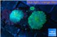 Rhodactis green fusion 2 polyps WYSIWYG acclimaté