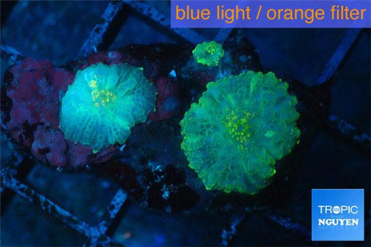 Rhodactis green fusion 2 polyps WYSIWYG acclimaté