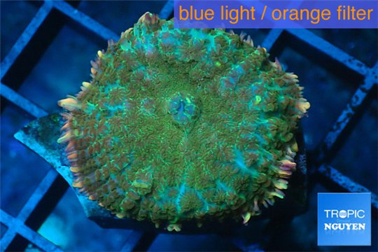 Rhodactis green fire forest 1 polyp WYSIWYG acclimaté