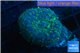Rhodactis golden blue Tonga 1 polyp WYSIWYG acclimaté
