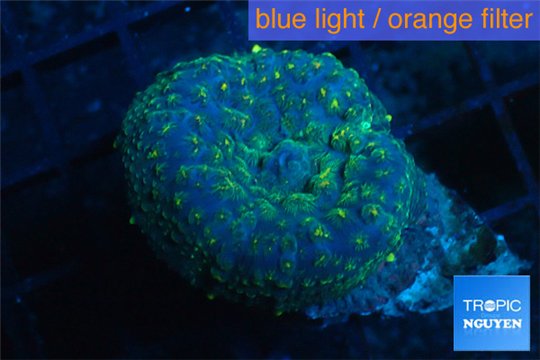 Rhodactis golden blue Tonga 1 polyp WYSIWYG acclimaté