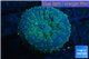 Rhodactis golden blue Tonga 1 polyp WYSIWYG acclimaté