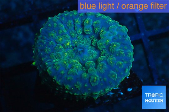 Rhodactis golden blue Tonga 1 polyp WYSIWYG acclimaté