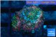 Discosoma tricolor premium 2 polyps WYSIWYG acclimaté