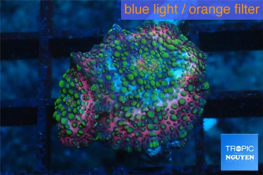 Discosoma tricolor premium 2 polyps WYSIWYG acclimaté