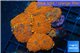 Rhodactis red blue superman 8-12 cm WYSIWYG acclimaté