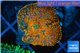 Rhodactis red blue superman 1 polyp WYSIWYG acclimaté