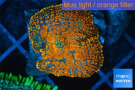 Rhodactis red blue superman 1 polyp WYSIWYG acclimaté
