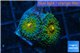 Ricordea yuma golden small polyps 2 polyps WYSIWYG acclimaté