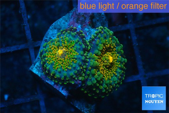 Ricordea yuma golden small polyps 2 polyps WYSIWYG acclimaté