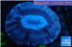 Trachyphyllia pink lavender 4-6 cm WYSIWYG acclimaté