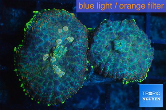 Rhodactis purple blue & golden tips 2 polyps WYSIWYG acclimaté