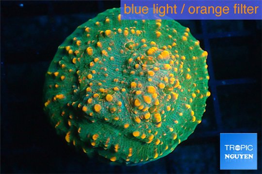 Echinophyllia green & orange spot 3-4 cm WYSIWYG acclimaté
