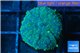 Rhodactis golden blue Tonga 1 polyp WYSIWYG acclimaté