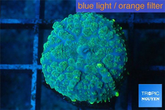 Rhodactis golden blue Tonga 1 polyp WYSIWYG acclimaté