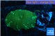 Rhodactis golden blue Tonga 1 polyp WYSIWYG acclimaté