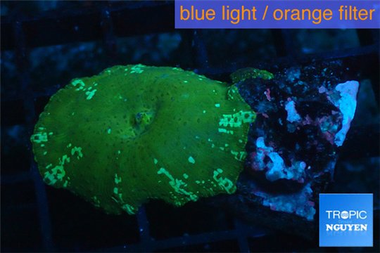 Rhodactis golden blue Tonga 1 polyp WYSIWYG acclimaté
