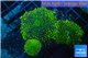 Ricordea yuma golden green 3 polyps WYSIWYG acclimaté