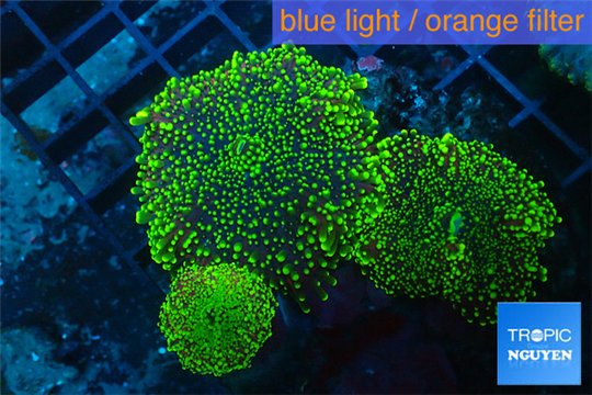 Ricordea yuma golden green 3 polyps WYSIWYG acclimaté