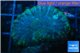 Rhodactis golden blue Tonga 1 polyp WYSIWYG acclimaté
