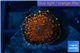 Rhodactis red blue superman 1 polyp WYSIWYG acclimaté