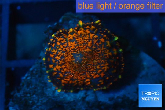 Rhodactis red blue superman 1 polyp WYSIWYG acclimaté