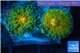 Ricordea yuma golden small polyps 2 polyps WYSIWYG acclimaté