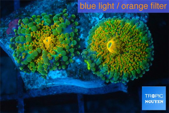 Ricordea yuma golden small polyps 2 polyps WYSIWYG acclimaté