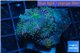 Ricordea yuma premium 2 polyps WYSIWYG acclimaté