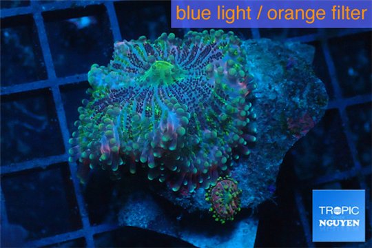 Ricordea yuma premium 2 polyps WYSIWYG acclimaté