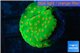 Leptastrea green & orange polyps 3-5 cm WYSIWYG acclimaté