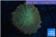 Discosoma red gold galaxy 1 polyp WYSIWYG acclimaté
