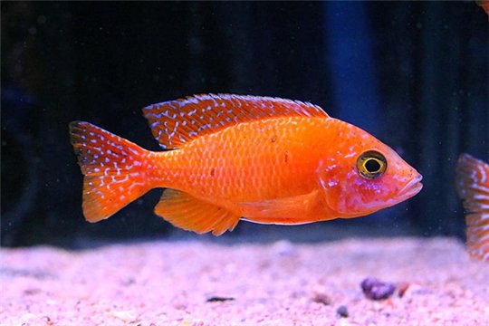 Aulonocara nyassae dragon blood peacock 2,5-3 cm