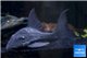 Panaque suttonorum blue eyes pleco 16-22 cm WYSIWYG acclimaté