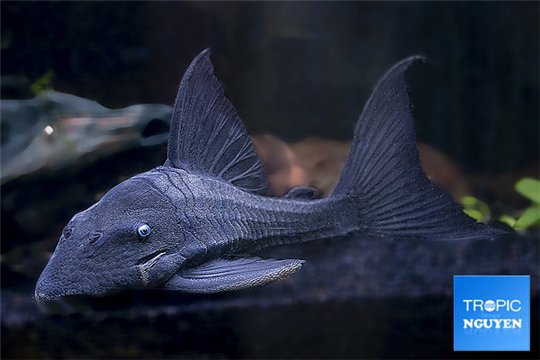 Panaque suttonorum blue eyes pleco 16-22 cm WYSIWYG acclimaté