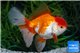 Tête lion tricolor rouge et blancs premium 8-10 cm WYSIWYG acclimaté