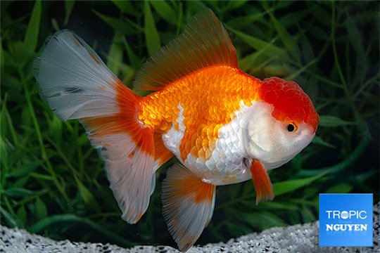 Tête lion tricolor rouge et blancs premium 8-10 cm WYSIWYG acclimaté