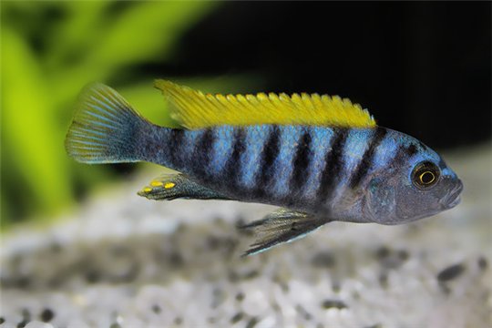 Cynotilapia zebroides 6-8 cm